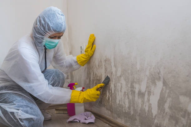 Best Mold Removal Specialists  in Churchill, MT