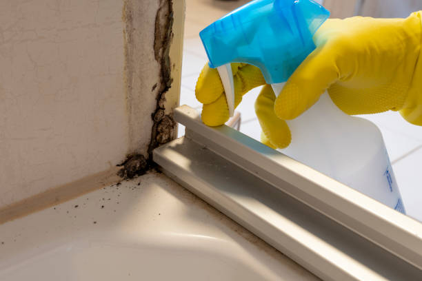 Best Local Mold Removal Service  in Churchill, MT