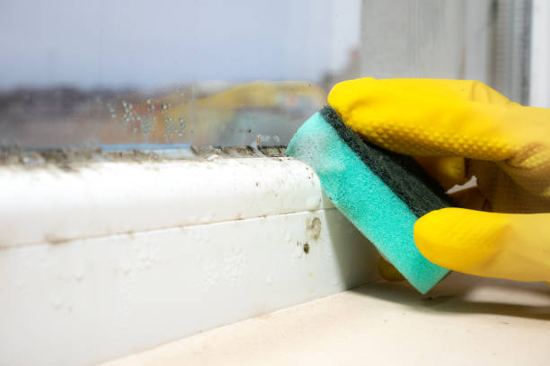 Best Professional Mold Removal  in Churchill, MT
