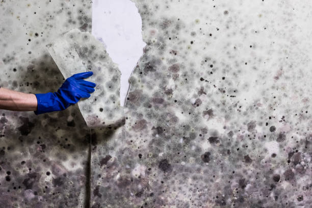 Best Black Mold Removal  in Churchill, MT