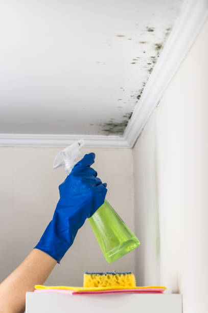 Best Fast Mold Removal  in Churchill, MT